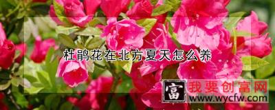 杜鹃花在北方夏天怎么养