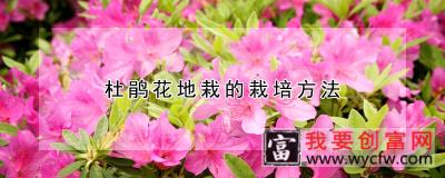 杜鹃花地栽的栽培方法