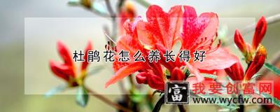 杜鹃花怎么养长得好