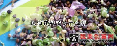 凤仙花种子长什么样