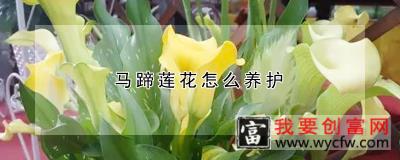 马蹄莲花怎么养护