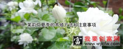 茉莉花夏季的养殖方法和注意事项