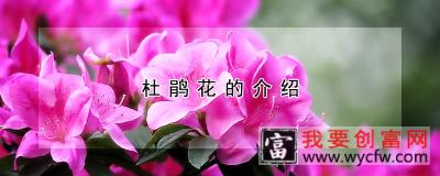 杜鹃花的介绍