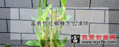 富贵竹红蜘蛛怎么清除