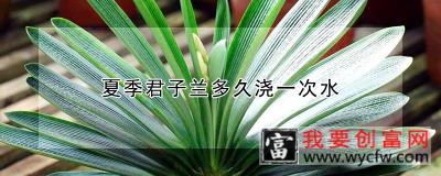 夏季君子兰多久浇一次水