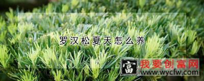 罗汉松夏天怎么养