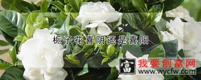 栀子花喜阴还是喜阳