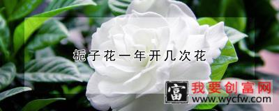 栀子花一年开几次花