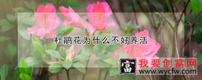 杜鹃花为什么不好养活