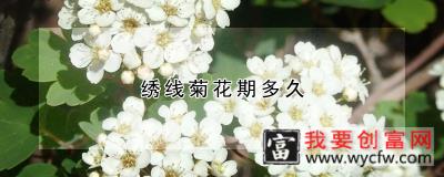 绣线菊花期多久