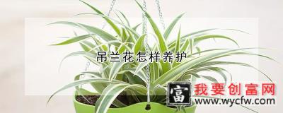 吊兰花怎样养护