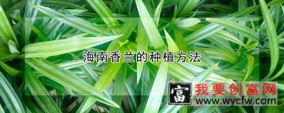 海南香兰的种植方法