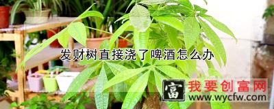 发财树直接浇了啤酒怎么办