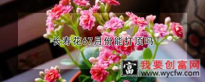 长寿花67月份能打顶吗