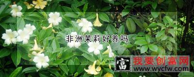 非洲茉莉好养吗