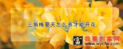 三角梅夏天怎么养才能开花