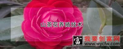 山茶花养殖技术