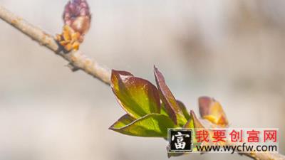 桃花的芽长什么样子