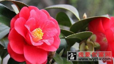 山茶花是什么样子的