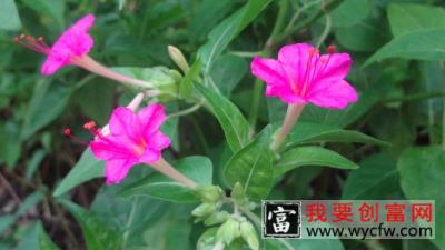 花烟草<a href=https://www.wycfw.com/e/tags/?tagid=232 target=_blank class=infotextkey>种植方法</a>和时间