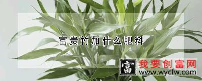 富贵竹加什么肥料