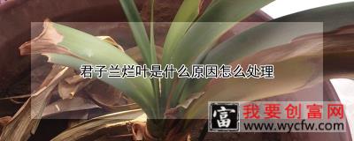 君子兰烂叶是什么原因怎么处理