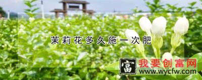 茉莉花多久施一次肥