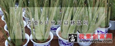 芦荟6月份可以移盆吗