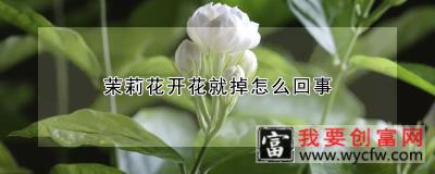 茉莉花开花就掉怎么回事