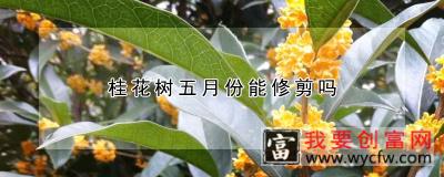 桂花树五月份能修剪吗