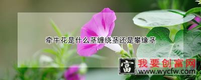 牵牛花是什么茎缠绕茎还是攀缘茎