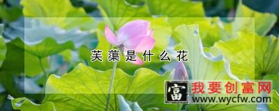 芙蕖是什么花