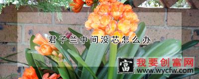 君子兰中间没芯怎么办