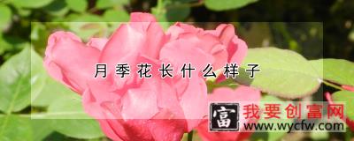 月季花长什么样子