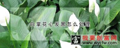 白掌花心发黑怎么处理