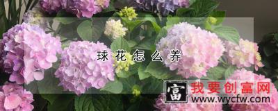 球花怎么养