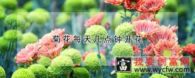 菊花每天几点钟开花