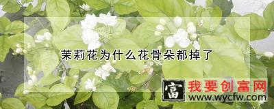 茉莉花为什么花骨朵都掉了