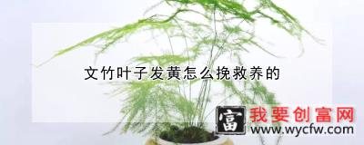 文竹叶子发黄怎么挽救养的