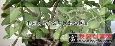 玉树落叶什么原因怎么恢复