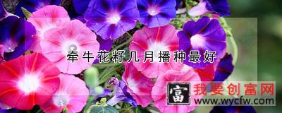 牵牛花籽几月播种最好