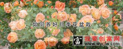 如何养好月季花盆栽