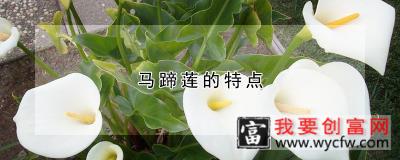 马蹄莲的特点