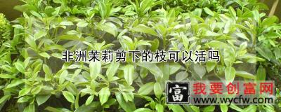 非洲茉莉剪下的枝可以活吗