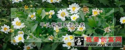 千头菊夏天怎么养