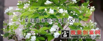 茉莉花和栀子花的区别