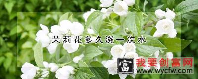 茉莉花多久浇一次水