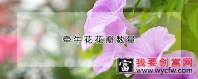 牵牛花花瓣数量