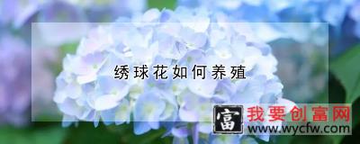 绣球花如何养殖