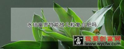 水培富贵竹能放几粒复合肥吗